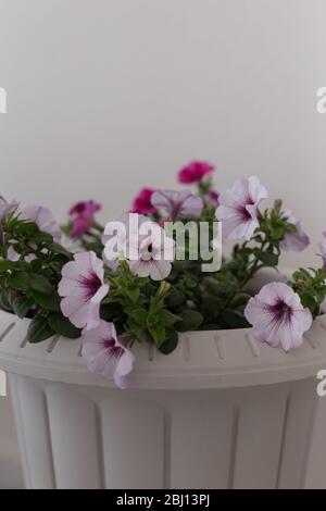 Image verticale de pétunia rose dans un pot. Banque D'Images