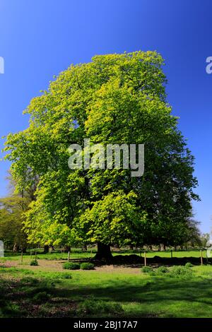 Arbre de chestnut cheval à la maison Burghley, Elizabethan majestueux Home sur la frontière de Cambridgeshire et Lincolnshire, Angleterre. Banque D'Images