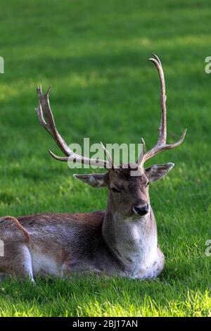 Cerf de fleave à la maison de Burghley, maison élisabéthaine majestueux sur la frontière de Cambridgeshire et Lincolnshire, Angleterre. Banque D'Images