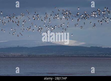 Un troupeau de goélands à tête noire, Larus ridibundus, en vol, au-dessus de la baie de Morecambe, en hiver Banque D'Images