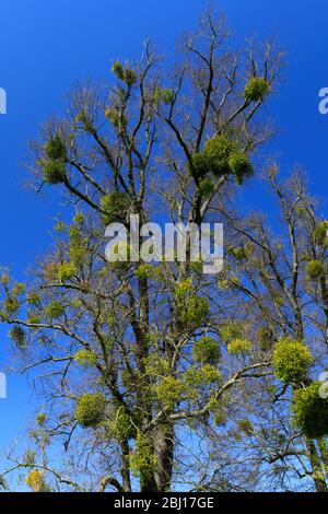 GUI poussant sur un arbre de chaux à la maison de Burghley, Elizabethan majestueux maison sur la frontière de Cambridgeshire et Lincolnshire, Angleterre. Banque D'Images