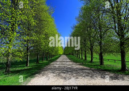 Avenue de tilleul à Burghley House, Elizabethan majestueux Maison à la frontière de Cambridgeshire et Lincolnshire, Angleterre. Banque D'Images