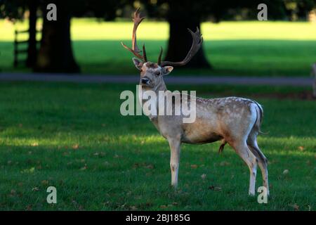 Cerf de fleave à la maison de Burghley, maison élisabéthaine majestueux sur la frontière de Cambridgeshire et Lincolnshire, Angleterre. Banque D'Images