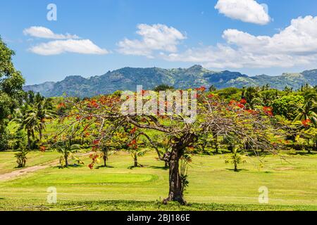 Arbre de régia Delonix, une espèce de plante à fleurs de la famille des haricots Fabaceae, sous-famille Caesalpinioae; avec la montagne géante endormie dans le bac Banque D'Images