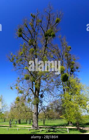 GUI poussant sur un arbre de chaux à la maison de Burghley, Elizabethan majestueux maison sur la frontière de Cambridgeshire et Lincolnshire, Angleterre. Banque D'Images