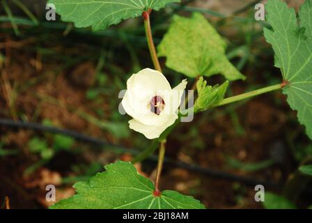 La fleur délicate et de courte durée d'une plante d'okra. Italie Banque D'Images