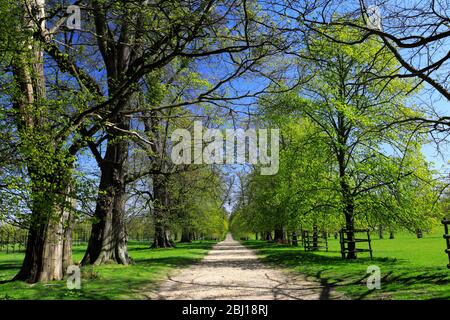 Avenue de tilleul à Burghley House, Elizabethan majestueux Maison à la frontière de Cambridgeshire et Lincolnshire, Angleterre. Banque D'Images