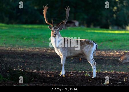 Cerf de fleave à la maison de Burghley, maison élisabéthaine majestueux sur la frontière de Cambridgeshire et Lincolnshire, Angleterre. Banque D'Images