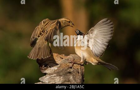 interaction avec les oiseaux de jardin Banque D'Images