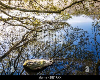 La branche d'un arbre et sa réflexion dans l'eau encore d'un lac. Banque D'Images