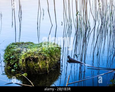 La branche d'un arbre et sa réflexion dans l'eau encore d'un lac. Banque D'Images