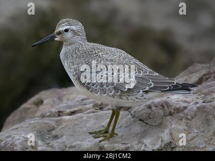 Kind juvénile, Calidris canutus, sur le rocher, Morecambe Bay, Royaume-Uni Banque D'Images