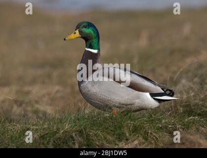 Mallard, Anas platyrhynchos, se trouvait dans le marais salé, Morecambe Bay, Royaume-Uni Banque D'Images