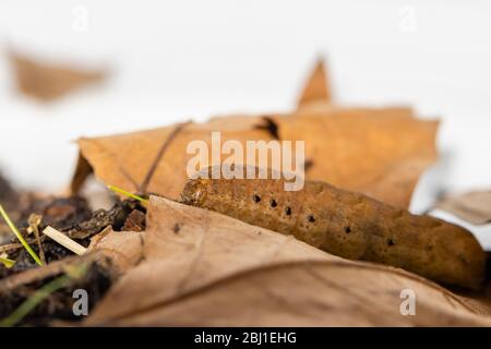 Caterpillar de la sous-aile jaune à large bordure, Noctua fimbriata, vue au printemps dans un jardin à Surrey, au Royaume-Uni Banque D'Images