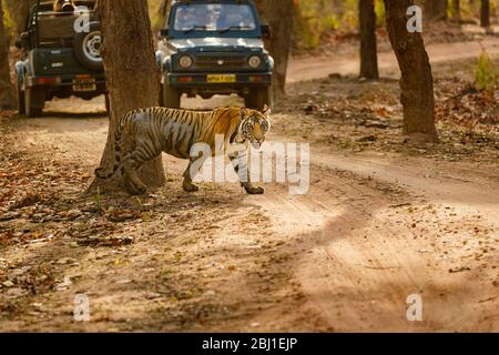 Un tigre bengal (Panthera tigris) traverse une piste devant des véhicules de safari, le parc national de Bandhavgarh, Madhya Pradesh, au centre de l'Inde Banque D'Images