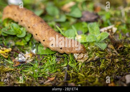 Caterpillar de la sous-aile jaune à large bordure, Noctua fimbriata, vue au printemps dans un jardin à Surrey, au Royaume-Uni Banque D'Images