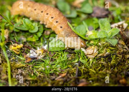 Caterpillar de la sous-aile jaune à large bordure, Noctua fimbriata, vue au printemps dans un jardin à Surrey, au Royaume-Uni Banque D'Images