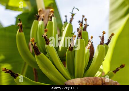 Bouquet de banane verte mûre (plantain ou banane de cuisson) sur l'arbre. Bali, Indonésie. Banque D'Images