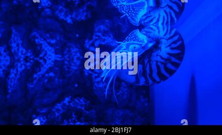 Nautilus pompilius nager dans l'aquarium. Lumière bleue vive Banque D'Images