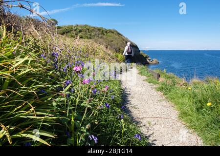 Bluebells qui grandit le long du sentier côtier avec un marcheur qui s'en away au printemps. Benllech, Île d'Anglesey, Pays de Galles du Nord, Royaume-Uni, Grande-Bretagne Banque D'Images