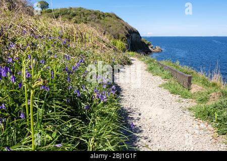 Bluebells grandit le long du sentier côtier gallois au printemps. Benllech, Île d'Anglesey, Pays de Galles du Nord, Royaume-Uni, Grande-Bretagne Banque D'Images