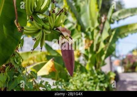 Bande de banane verte mûre sur l'arbre et inflorescence de banane (fleur). Bali, Indonésie. Banque D'Images