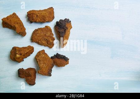 Tranches de champignons chaga sur fond clair avec espace de copie. Champignons médicinaux qui poussent sur un bouleau. Le concept de santé et de saine alimentation. Banque D'Images