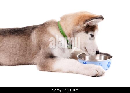 Chiot malamute mignon couché sur blanc Banque D'Images