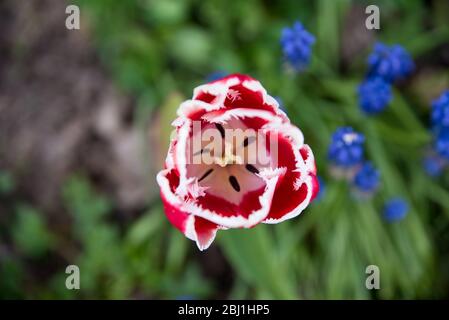 Tulip près d'en haut Banque D'Images