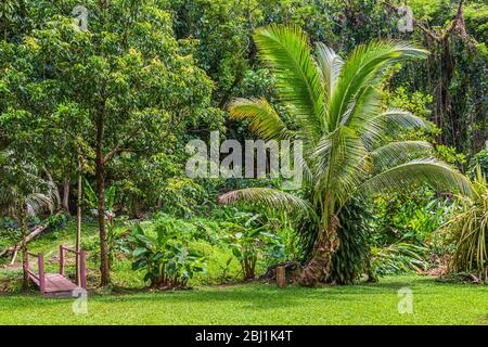 Palmier nain (Chamaerops humilis), également appelé la paume méditerranéenne Pan. Banque D'Images