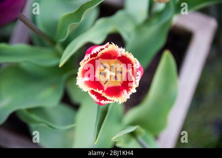 Tulip près d'en haut Banque D'Images