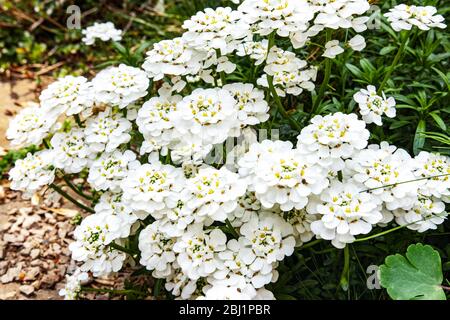 Magnifique iberis sempervirens blanc fleuri sur un parterre fleuri dans le jardin. Iberis Gibraltarica plante vivace pour le jardin de roche au printemps. Iberis groun Banque D'Images