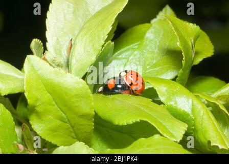 Arlequin Ladybirds Banque D'Images