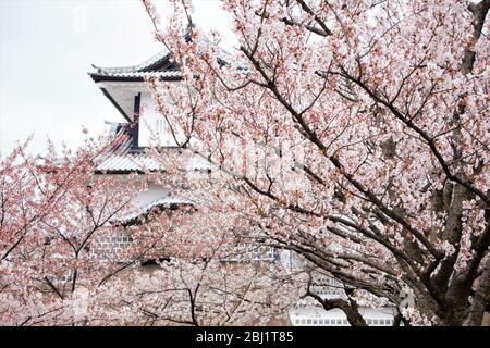 Arbres de cerisiers en fleurs Sakura pendant la saison de Hanami devant le château de Kanazawa, Kanazawa, préfecture d'Ishikawa, Japon Banque D'Images