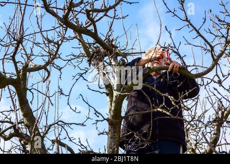 Une femme âgée, jardinier est grimpé dans les branches d'élagage elle de fruits des arbres à l'aide d'élagueurs au début de printemps. Banque D'Images