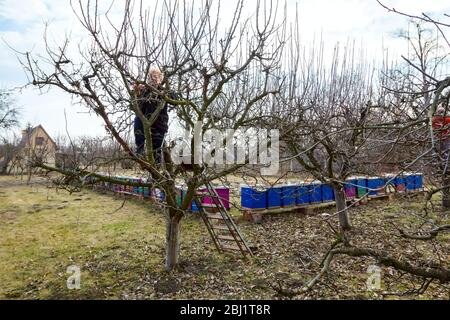 Une femme âgée, jardinier est grimpé jusqu'à des échelles de taille avec la cime des branches d'un arbre fruitier à l'aide d'élagueurs au début de printemps, près de la colonie d'abeilles, Banque D'Images
