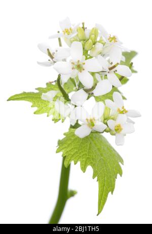 Une tête de fleur et un feuillage de moutarde à l'ail (alliaria petiolata), sur fond blanc, prise en studio Banque D'Images