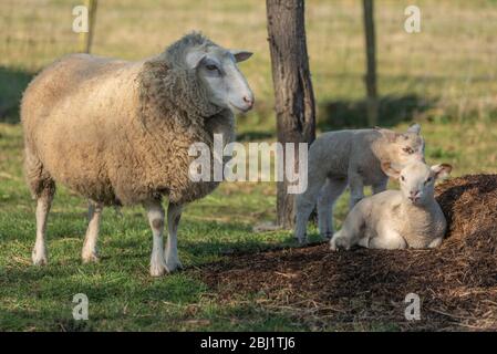 Ewa avec ses agneaux dans un pré au printemps Banque D'Images