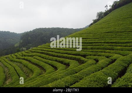 Thé vert à Boseong, province de la Jeolla du Sud, Corée Banque D'Images