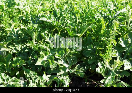 Plantation de squash dans le jardin Banque D'Images