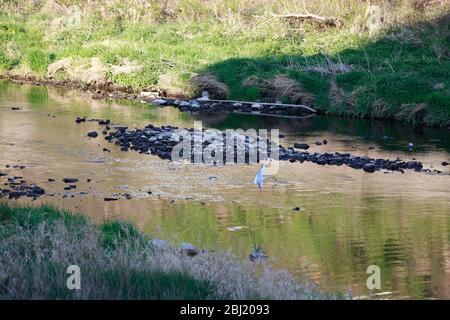 Die Neisse bei Görlitz führt Niedrigwasser, es fliesst kaum noch Wasser das Wehr herunter. Görlitz, 27.04.2020 Banque D'Images