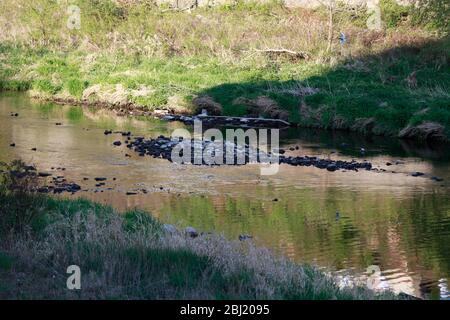 Die Neisse bei Görlitz führt Niedrigwasser, es fliesst kaum noch Wasser das Wehr herunter. Görlitz, 27.04.2020 Banque D'Images