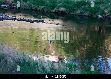 Die Neisse bei Görlitz führt Niedrigwasser, es fliesst kaum noch Wasser das Wehr herunter. Görlitz, 27.04.2020 Banque D'Images