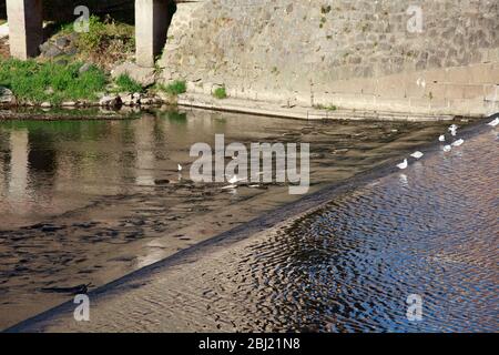 Die Neisse bei Görlitz führt Niedrigwasser, es fliesst kaum noch Wasser das Wehr herunter. Görlitz, 27.04.2020 Banque D'Images