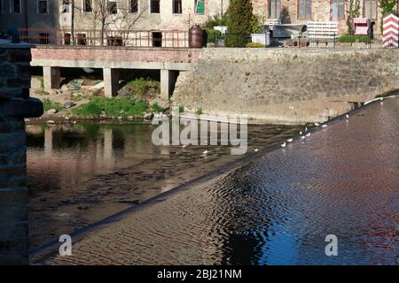 Die Neisse bei Görlitz führt Niedrigwasser, es fliesst kaum noch Wasser das Wehr herunter. Görlitz, 27.04.2020 Banque D'Images