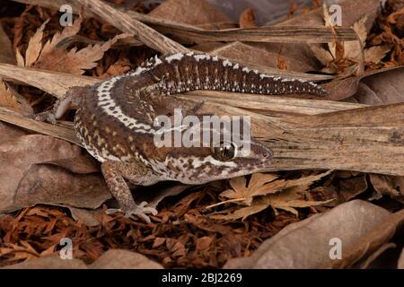 L'Ocelot (Paroedura pictus) Gecko Banque D'Images