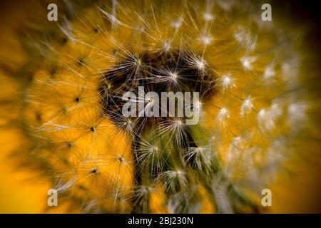 Dandelion a photographié des bouquets avec un fond jaune printemps Banque D'Images