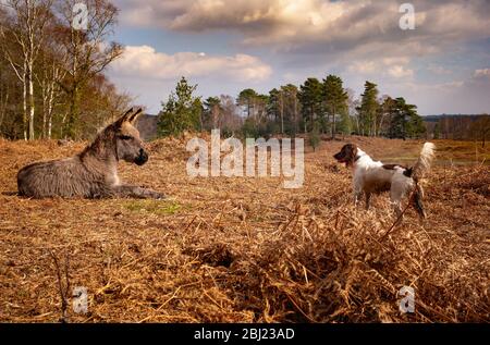 Une nouvelle forêt Donkey s'établit à côté d'un chien curieux anglais Springer Spaniel dans un beau paysage de la nouvelle forêt avec des fougères brunes automnales. Banque D'Images