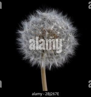 Macro gros plan de la tête de semence DandelionTaraxacum Banque D'Images