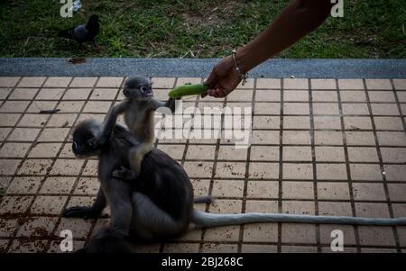 Main et bras nourrir bébé singe dusky assis sur ses épaules de la mère à Khao Lommuak Thaïlande Banque D'Images